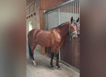 Anglo-Arab, Gelding, 4 years, 15.2 hh, Brown