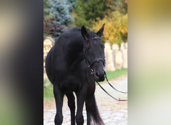 Anglo-Arabo, Wallach, 4 Jahre, 15,3 hh, Schwarzbrauner