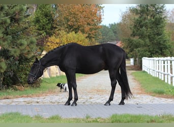 Anglo-Arabo, Wallach, 4 Jahre, 15,3 hh, Schwarzbrauner