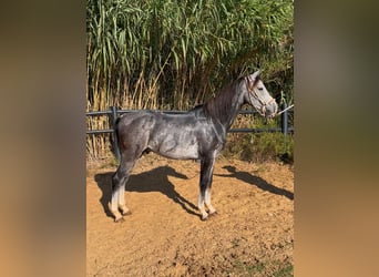 Anglo-Arab, Gelding, 4 years, 15,2 hh