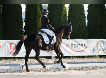 Anglo-Arab, Gelding, 4 years, 16.1 hh, Black