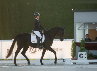 Anglo-Arab, Gelding, 4 years, 16.1 hh, Black