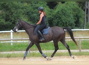 Anglo-Arab, Gelding, 4 years, 16.1 hh, Gray-Dark-Tan