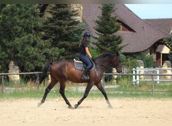 Anglo-Arab, Gelding, 4 years, 16.2 hh, Bay-Dark