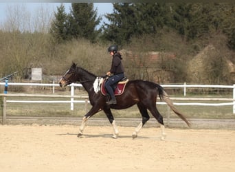 Anglo-Arab, Gelding, 4 years, 16,1 hh, Pinto