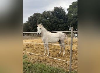Anglo-Arab, Gelding, 5 years, 15.1 hh, Gray