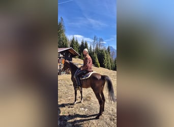 Anglo-Arab, Gelding, 5 years, 15,2 hh, Brown