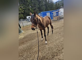 Anglo-Arab, Gelding, 5 years, 15,2 hh, Brown