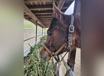 Anglo-Arab, Gelding, 5 years, 15,2 hh, Brown