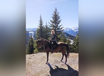 Anglo-Arab, Gelding, 5 years, 15,2 hh, Brown