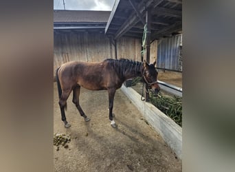 Anglo-Arab, Gelding, 5 years, 15,2 hh, Brown