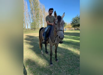 Anglo-Arab, Gelding, 5 years, 15.2 hh, Grey Anglo-Arab, Gelding, 5 years, 15.2 hh, Grey