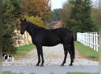 Anglo-Arab, Gelding, 5 years, 15,3 hh, Smoky-Black