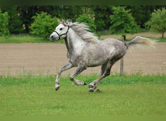 Anglo-Arab, Gelding, 5 years, 15 hh, Grey-Dapple