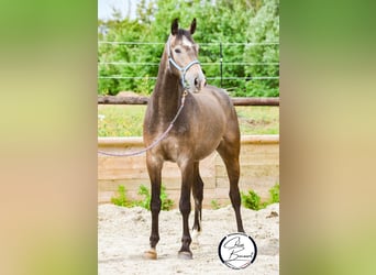 Anglo-Arab, Gelding, 5 years, 16.1 hh, Gray