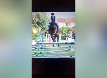 Anglo-Arab, Gelding, 5 years, 16.2 hh, Bay-Dark