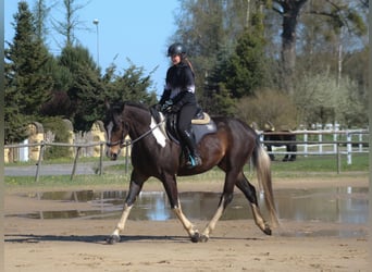 Anglo-Arab, Gelding, 5 years, 16.2 hh, Pinto