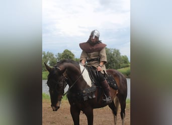 Anglo-Arab, Gelding, 5 years, 16.3 hh, Pinto