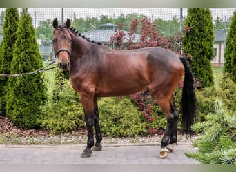Anglo-Arab, Gelding, 5 years, 16,2 hh, Black