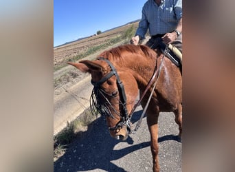 Anglo-Arab, Gelding, 5 years, 16,2 hh, Chestnut-Red