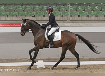 Anglo-Arab, Gelding, 5 years, 17 hh, Bay-Dark