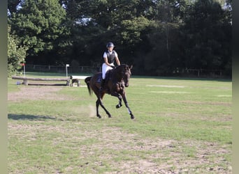 Anglo-Arab, Gelding, 5 years, 17 hh, Bay-Dark