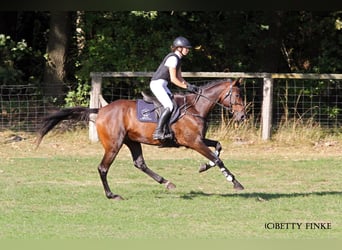 Anglo-Arab, Gelding, 5 years, 17 hh, Bay-Dark