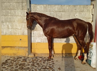 Anglo-Arab Mix, Gelding, 5 years, 17 hh, Sorrel
