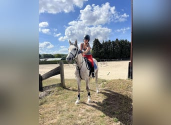 Anglo-Arab, Gelding, 6 years, 14,1 hh, Grey