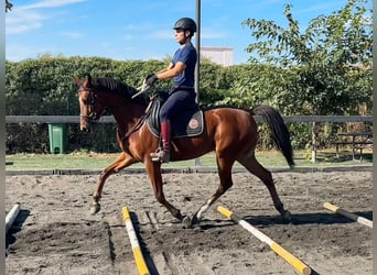 Anglo-Arab Mix, Gelding, 6 years, 15.2 hh, Brown