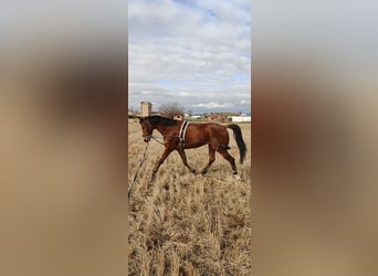 Anglo-Arab Mix, Gelding, 6 years, 15,2 hh, Brown