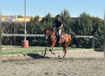 Anglo-Arab Mix, Gelding, 6 years, 15,2 hh, Brown