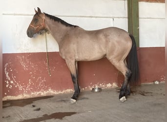 Anglo-Arab, Gelding, 6 years, 16.1 hh, Roan-Blue
