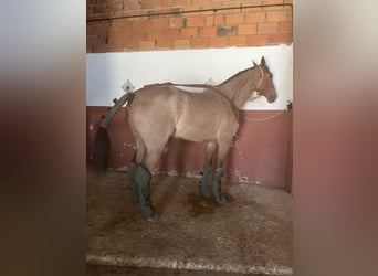 Anglo-Arab, Gelding, 6 years, 16.1 hh, Roan-Blue