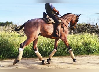 Anglo-Arab, Gelding, 6 years, 16.1 hh, Roan-Red