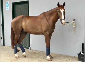 Anglo-Arab, Gelding, 6 years, 16.2 hh, Chestnut-Red
