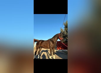 Anglo-Arab Mix, Gelding, 6 years, 16 hh, Black