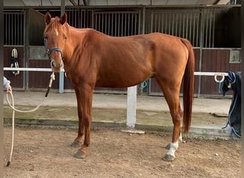 Anglo-Arab, Gelding, 6 years, 16 hh, Chestnut-Red