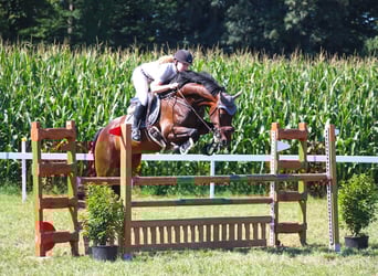 Anglo-Arab, Gelding, 6 years, 16,1 hh, Bay-Dark