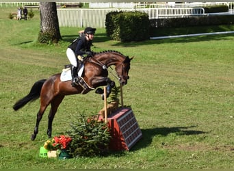 Anglo-Arab, Gelding, 6 years, 16,1 hh, Bay-Dark