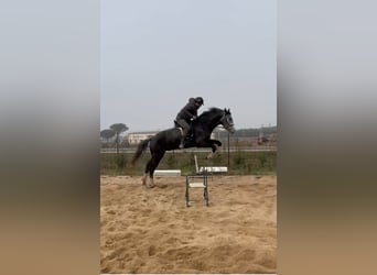 Anglo-Arab Mix, Gelding, 6 years, 17 hh, Gray