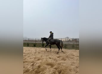 Anglo-Arab Mix, Gelding, 6 years, 17 hh, Gray