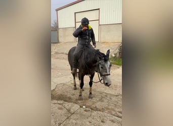 Anglo-Arab Mix, Gelding, 6 years, 17 hh, Gray