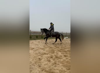 Anglo-Arab Mix, Gelding, 6 years, 17 hh, Gray