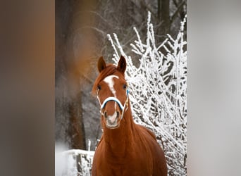 Anglo-Arab, Gelding, 7 years, 14,2 hh, Chestnut-Red