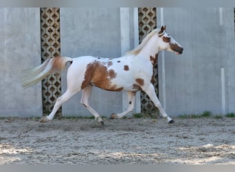 Anglo-Arab Mix, Gelding, 7 years, 14.2 hh, Pinto