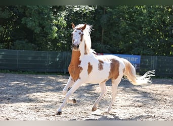 Anglo-Arab Mix, Gelding, 7 years, 14.2 hh, Pinto