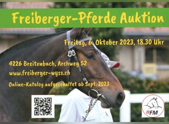 Anglo-Arab Mix, Gelding, 7 years, 14.2 hh, Pinto