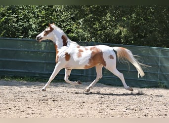 Anglo-Arab Mix, Gelding, 7 years, 14.2 hh, Pinto
