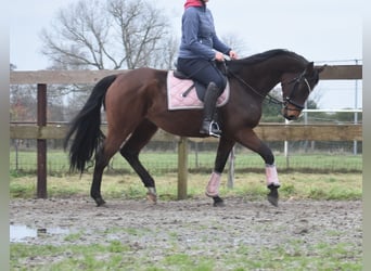 Anglo-Arab, Gelding, 7 years, 15,2 hh, Brown